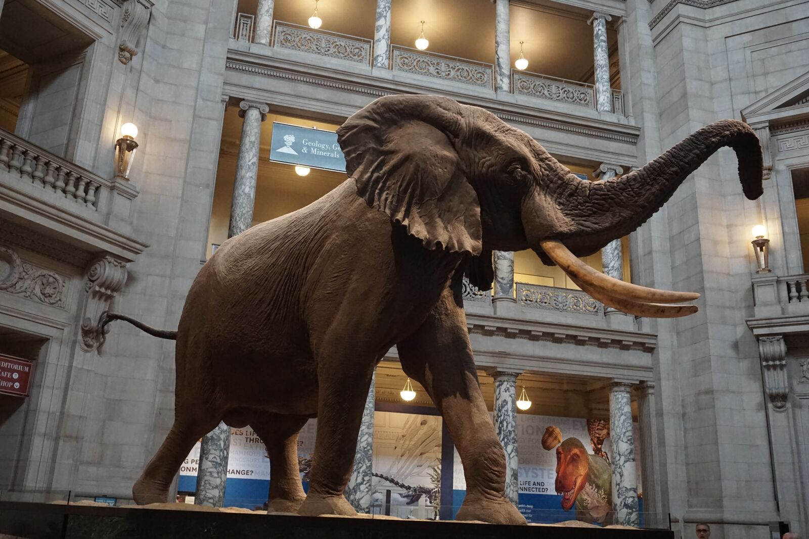 Sony a6000 sample photo. Museum of natural history photography