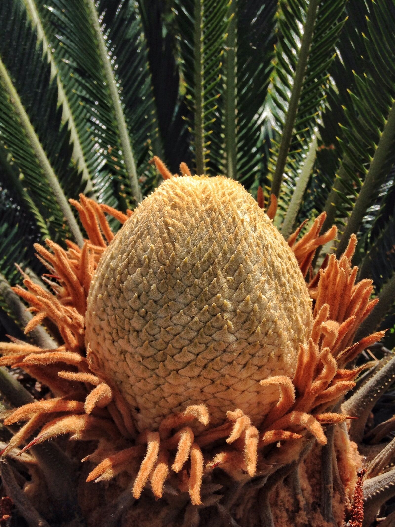 iPhone 5 back camera 4.12mm f/2.4 sample photo. Cycad, cactuses, blooming photography