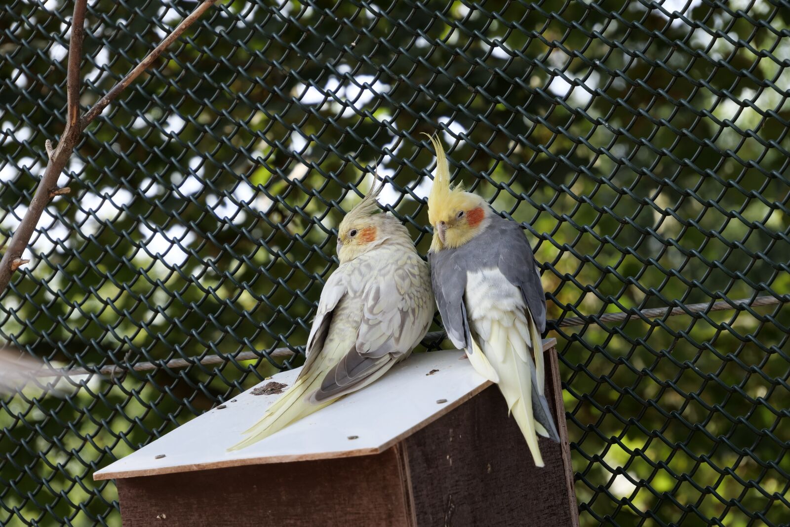 Panasonic Lumix DC-G9 sample photo. Animal world, birds, cockatiel photography