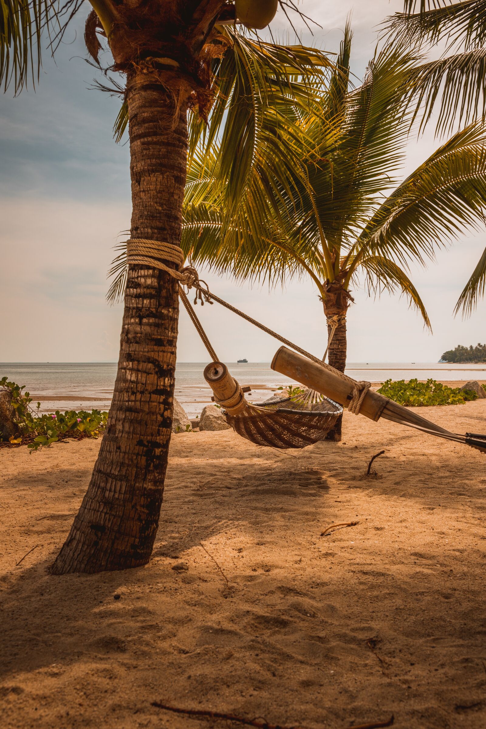 Canon EOS 6D Mark II sample photo. Palm trees, view, green photography