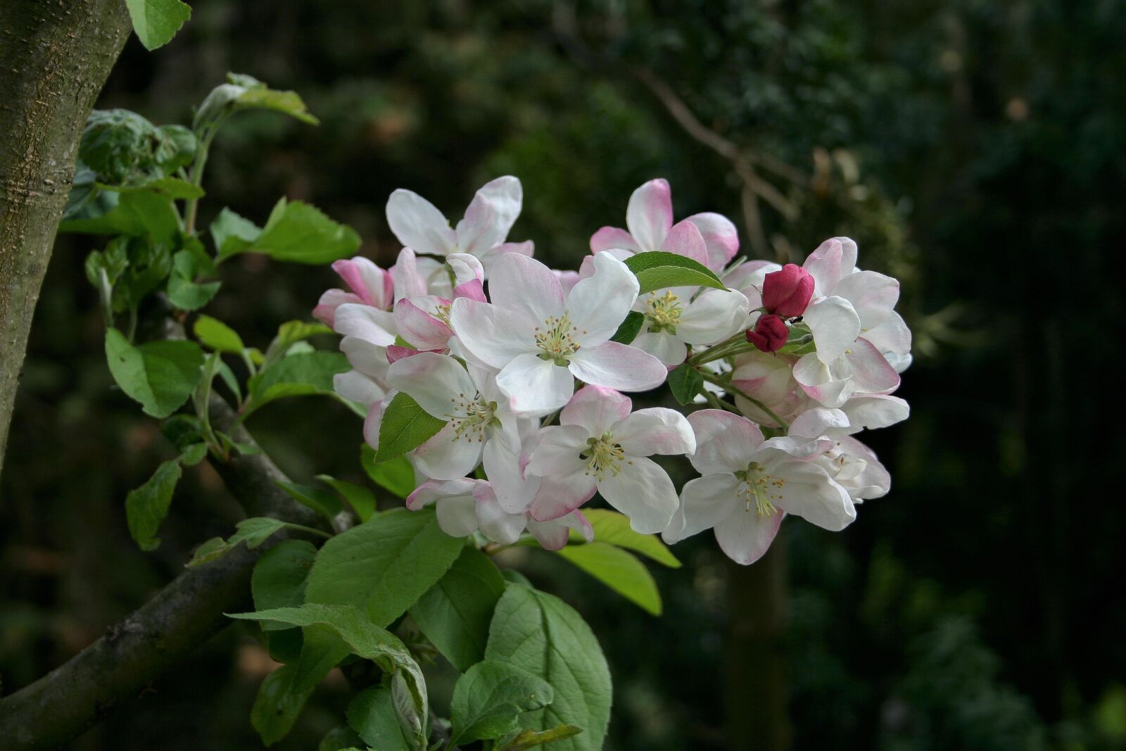 Canon EOS 300D (EOS Digital Rebel / EOS Kiss Digital) sample photo. Malus, spring, apple tree photography
