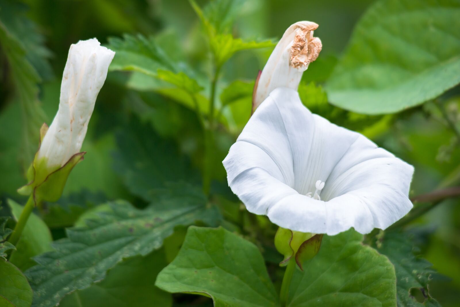 Samsung NX 50-200mm F4-5.6 ED OIS sample photo. Bindweed, blossom, bloom photography