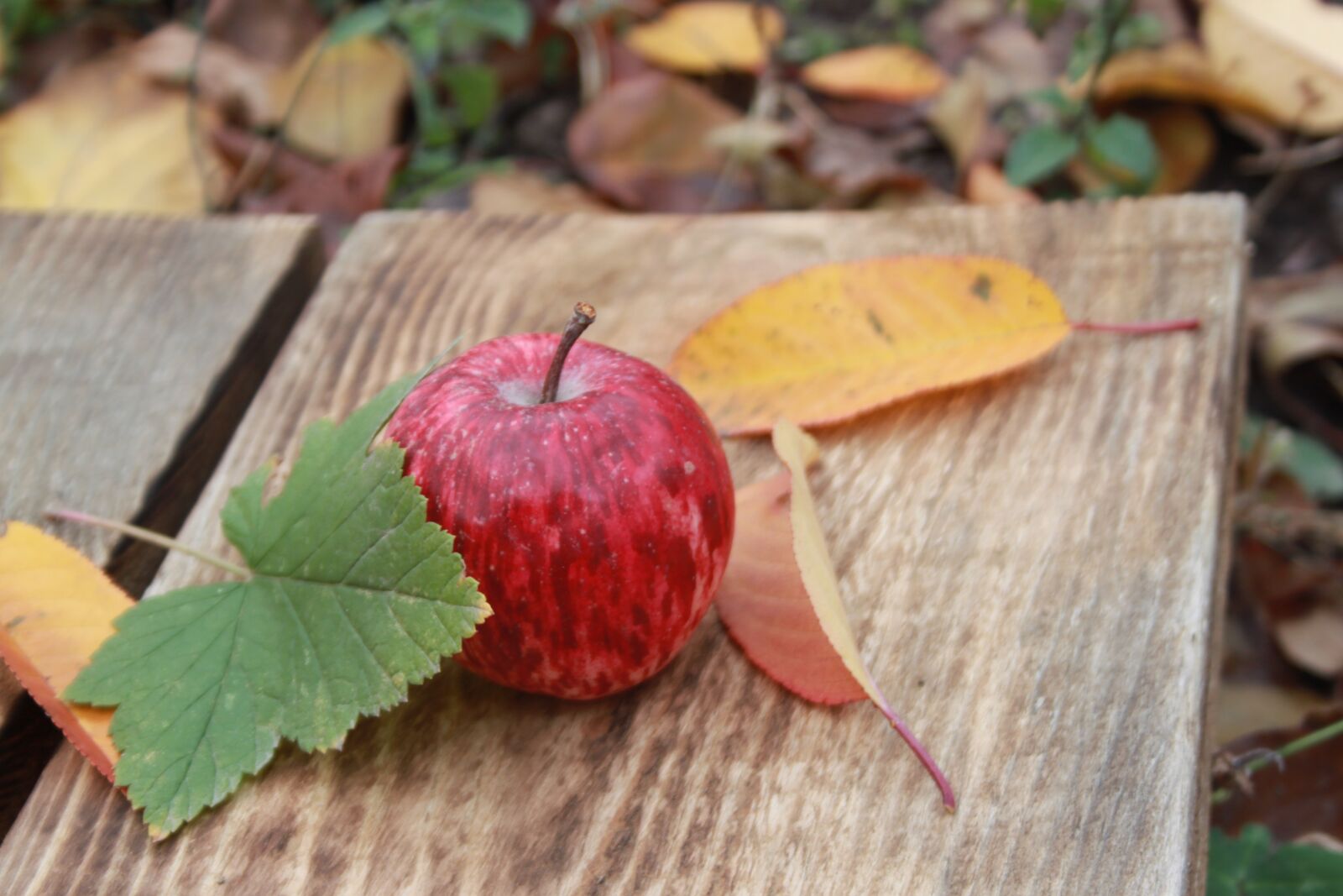 Canon EOS 500D (EOS Rebel T1i / EOS Kiss X3) sample photo. Apple, apples, fruit photography
