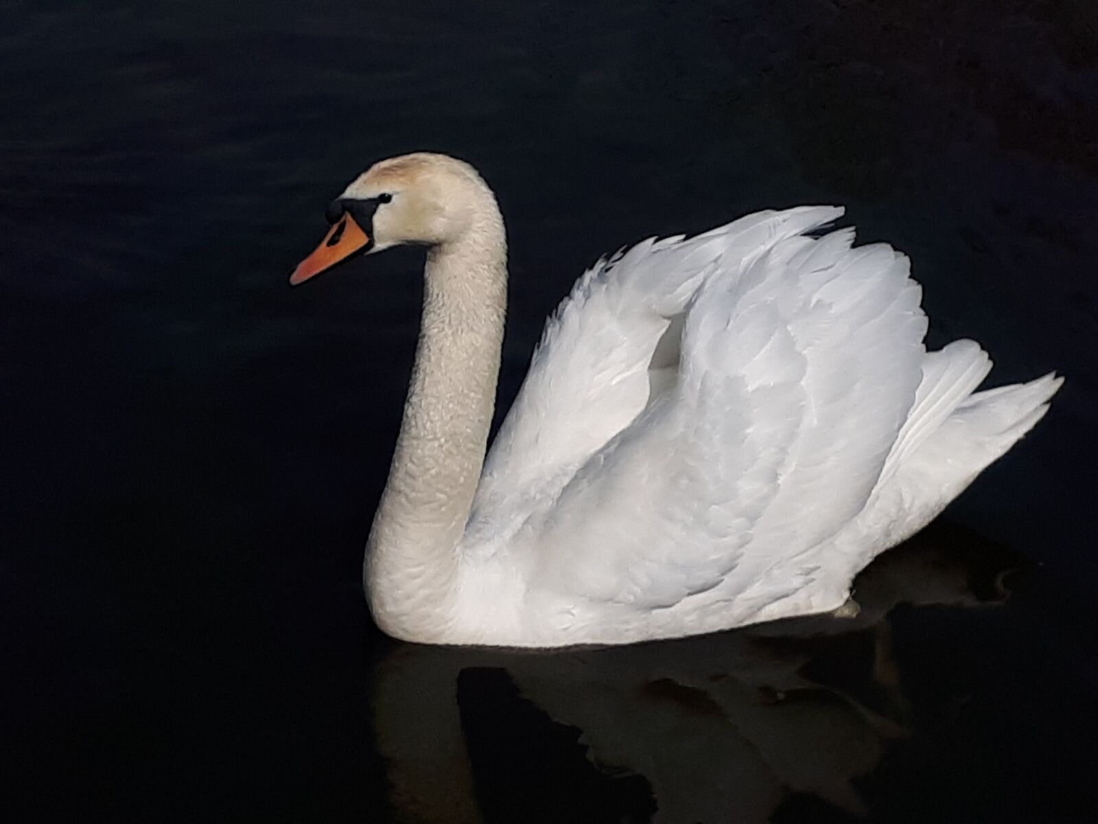 Samsung Galaxy A5(2017) sample photo. Swan, waterfowl, white swan photography
