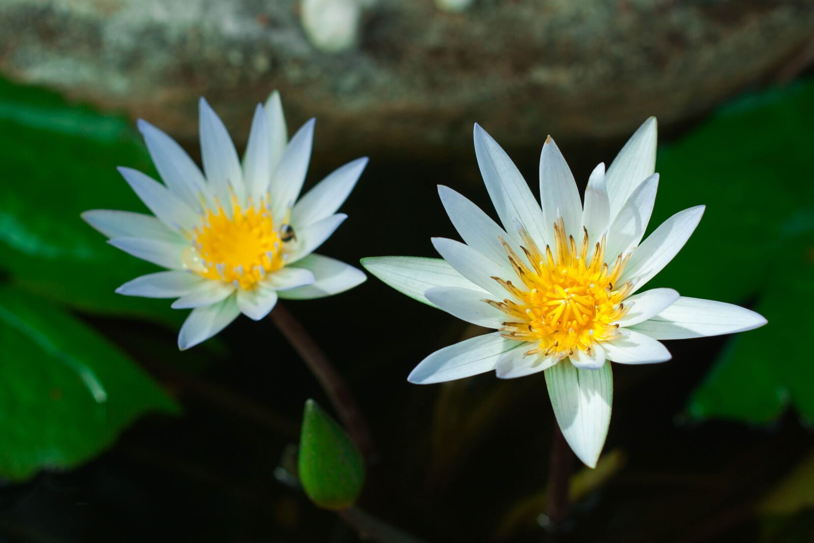 Canon EOS 500D (EOS Rebel T1i / EOS Kiss X3) + Canon EF 50mm F1.8 II sample photo. Lotus, flowers, lotus leaf photography