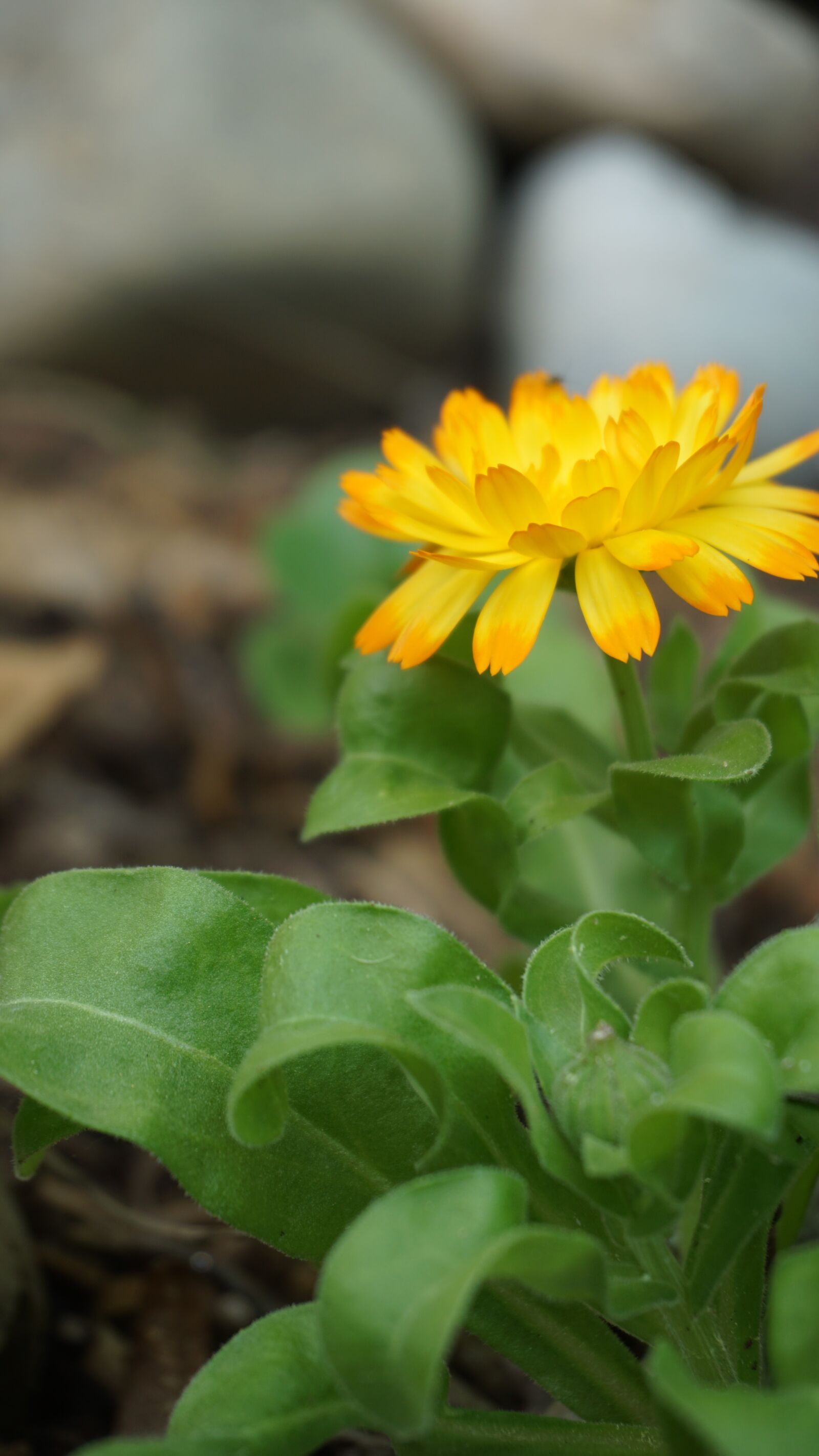 Sony a6000 sample photo. Marigold, blossom, bloom photography