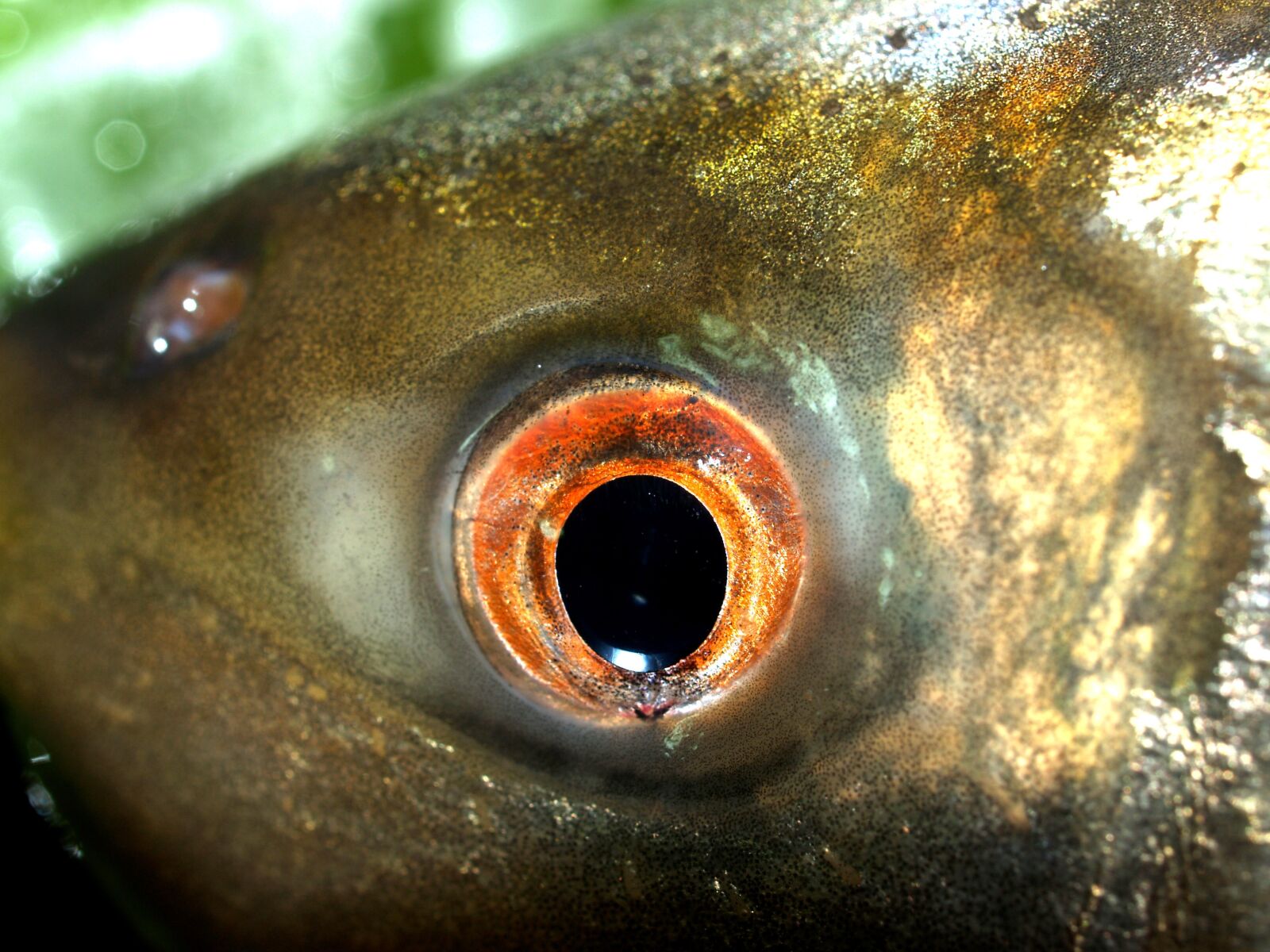 Olympus E-300 (EVOLT E-300) sample photo. Fish, carp, meal photography