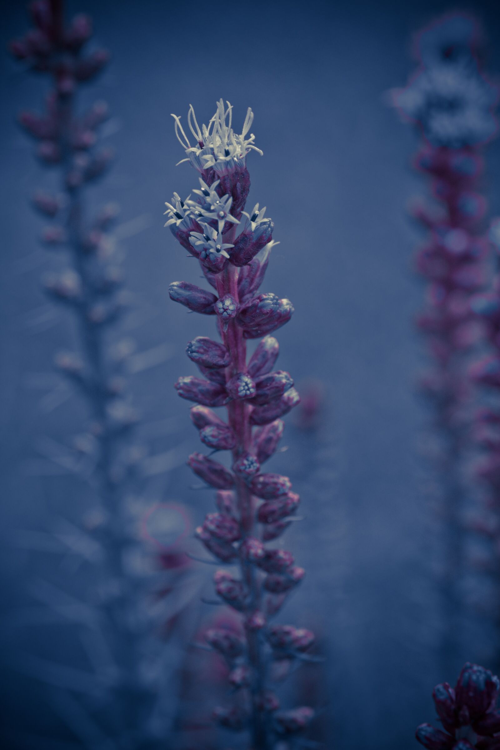 Canon EOS 70D sample photo. Liatris spicata, splendor notch photography