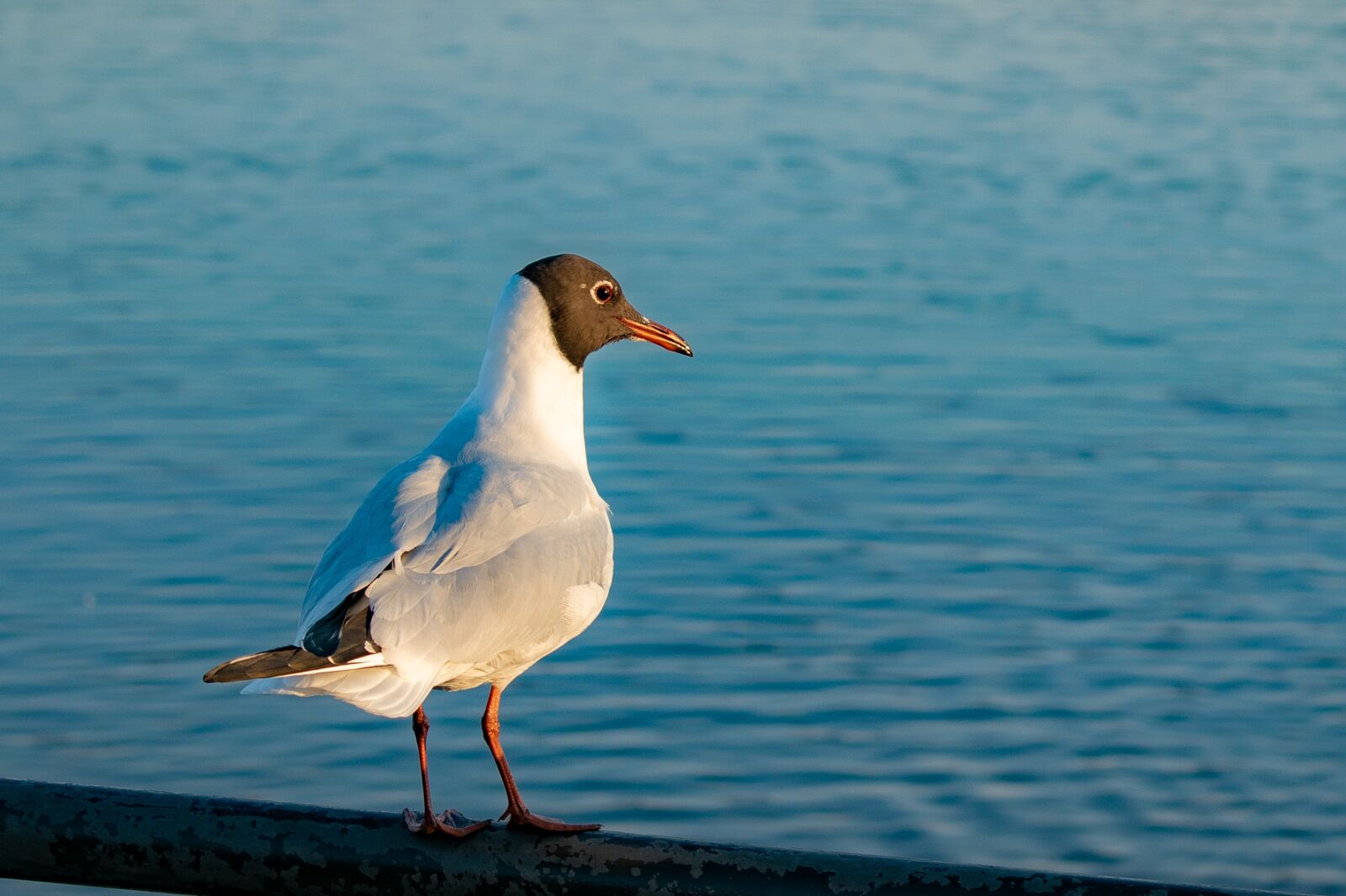 Nikon D3300 sample photo. Black-headed gull, sea gull photography