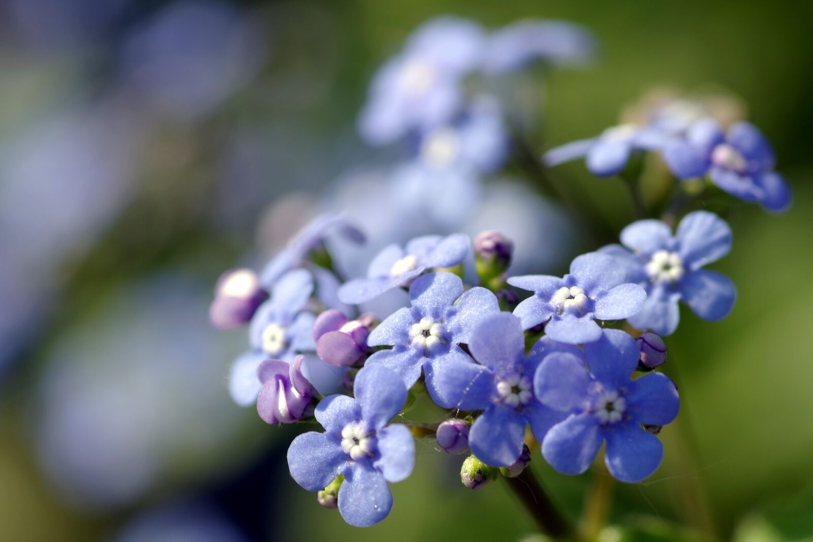 Pentax K-S2 sample photo. Nots, flowers blue, minor photography