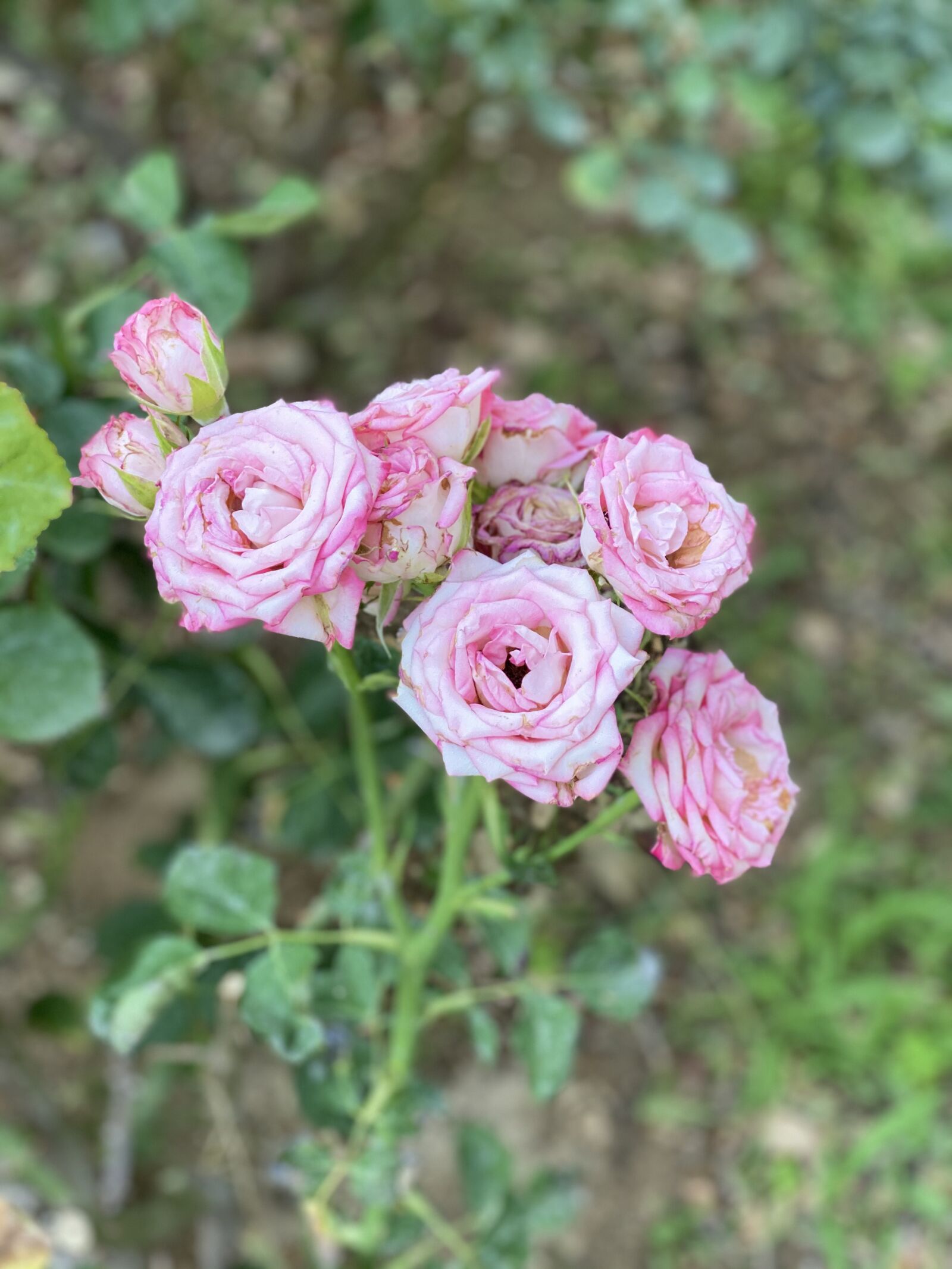 Apple iPhone 11 Pro Max sample photo. Rose, flowers, roses photography