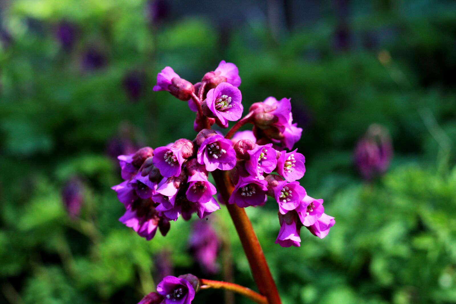 Canon EOS 600D (Rebel EOS T3i / EOS Kiss X5) + Canon EF 50mm F1.8 STM sample photo. Bergenia, schoenlappersplant, pink photography