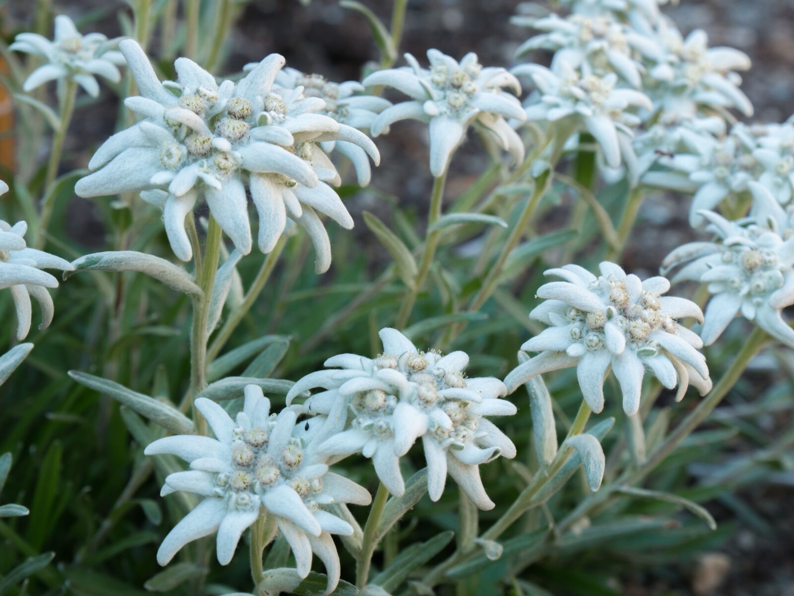 Panasonic DMC-G81 sample photo. Flowers, edelweiss, alpine flowers photography