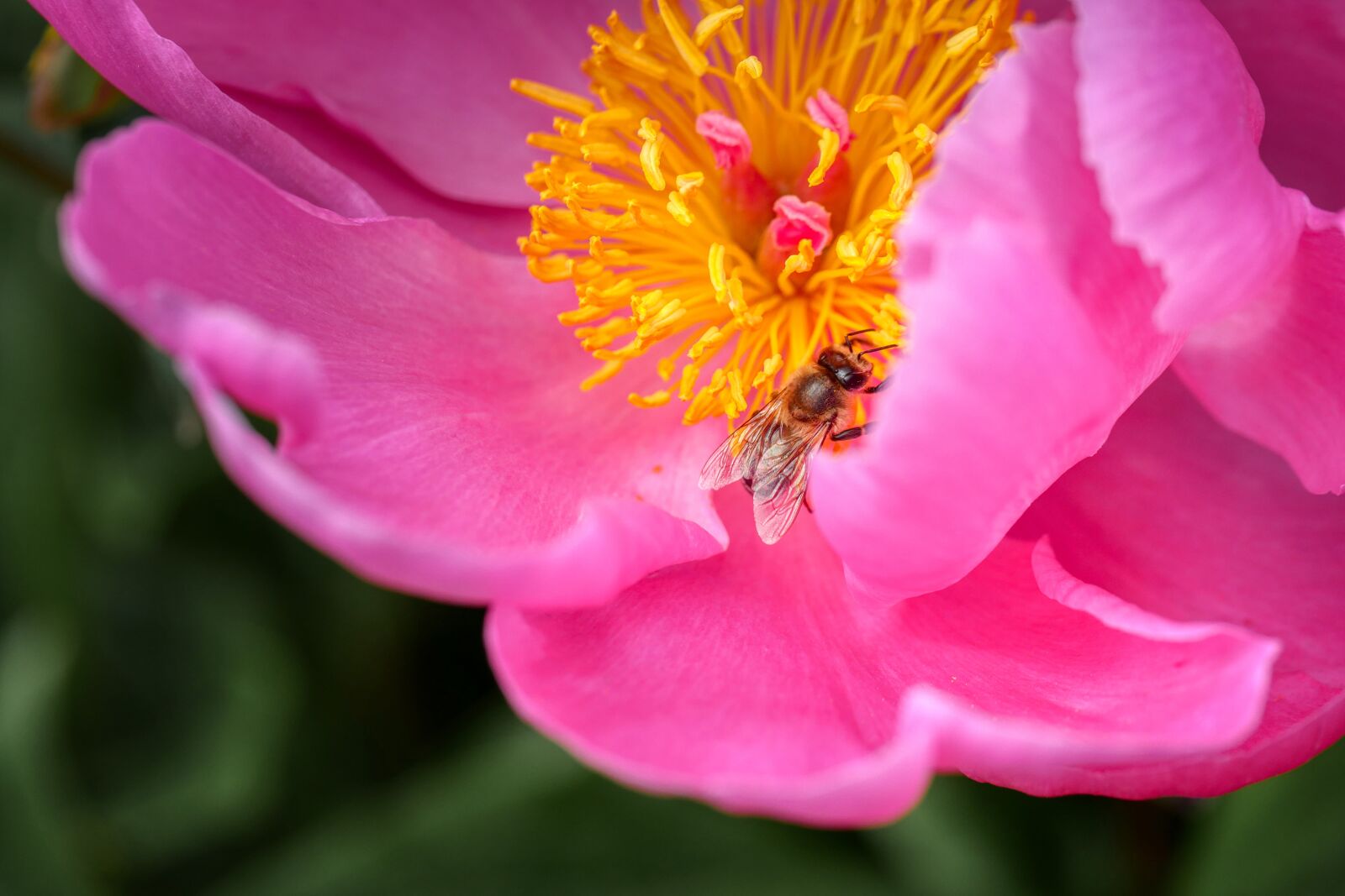Panasonic Lumix DMC-GX8 sample photo. Peony, pink, petal photography
