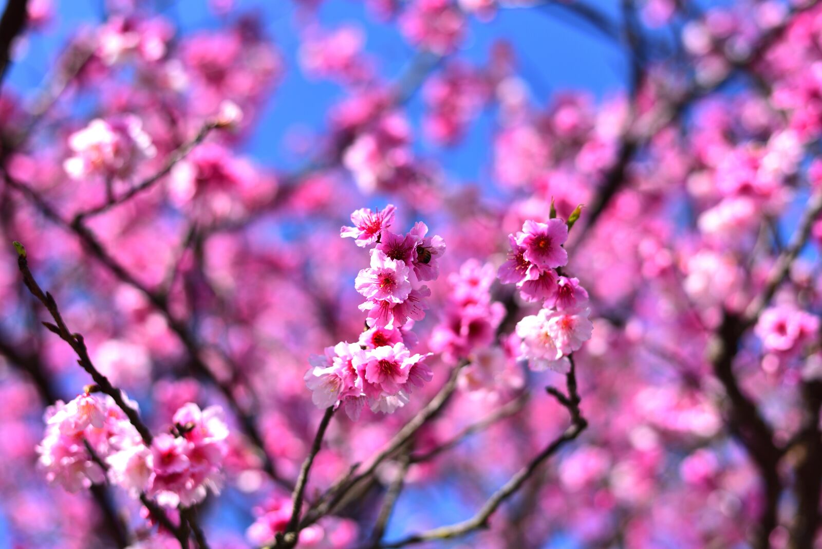 Nikon D750 sample photo. Plant, flower, cherry blossom photography