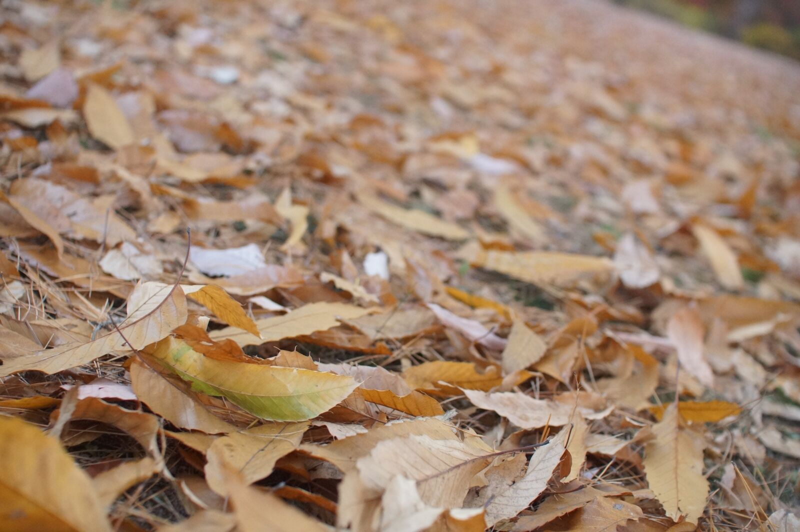 Sony SLT-A65 (SLT-A65V) sample photo. Autumn, leaves, autumn leaves photography