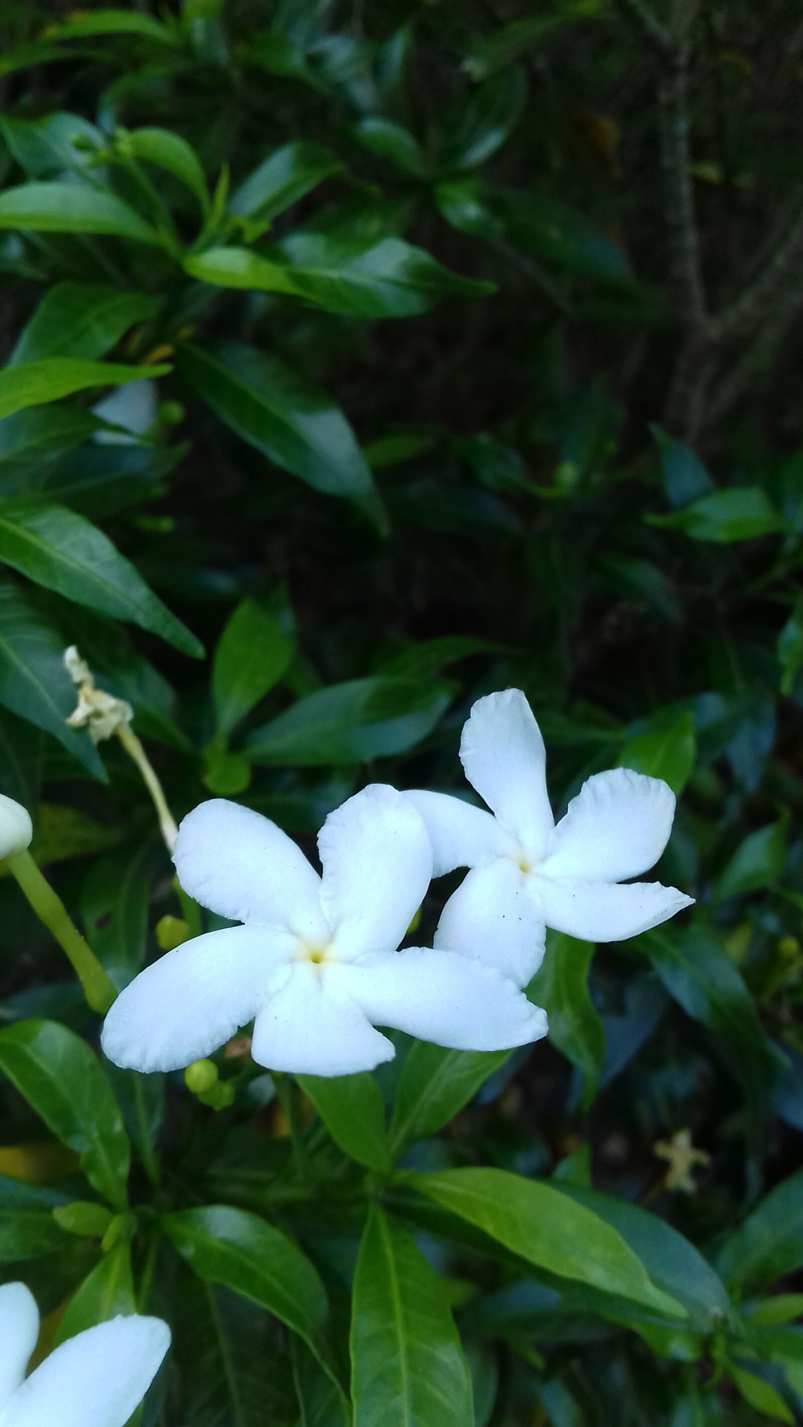Samsung Galaxy J3(2016) sample photo. Bloom, flower, leaf photography