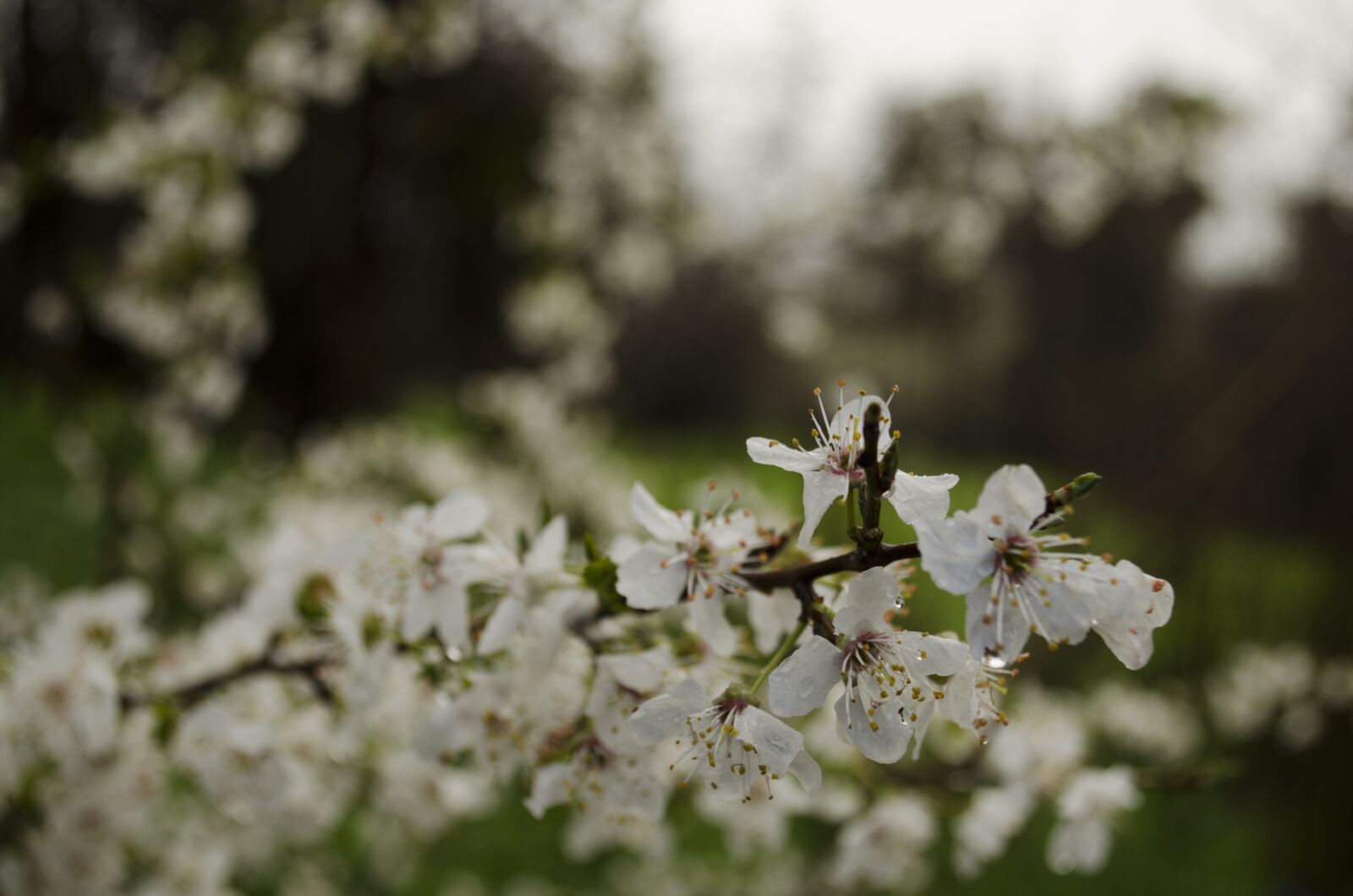 Nikon D5100 sample photo. Flower, rain, beauty photography