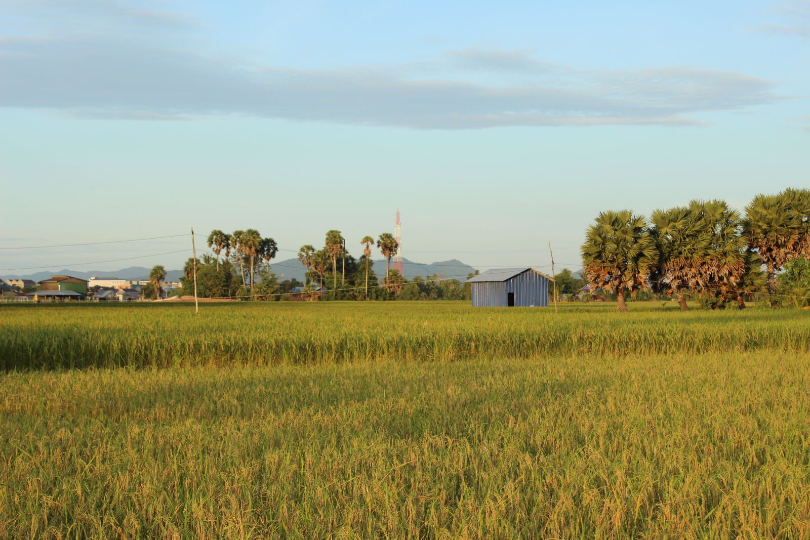 Canon EOS 600D (Rebel EOS T3i / EOS Kiss X5) sample photo. Rice, khmer, green photography