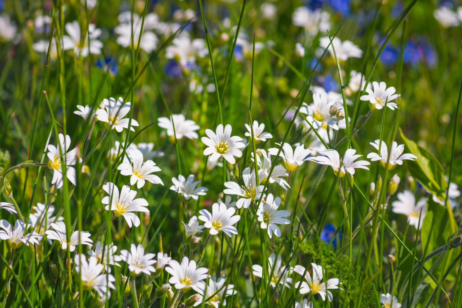 Nikon D7200 sample photo. Wild flowers, meadow, arable photography