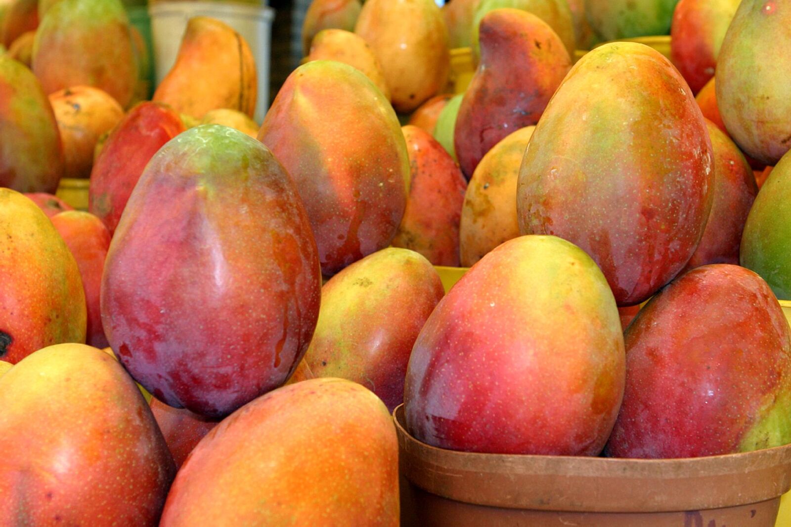 Canon EOS 10D sample photo. South, africas, mangos, await photography