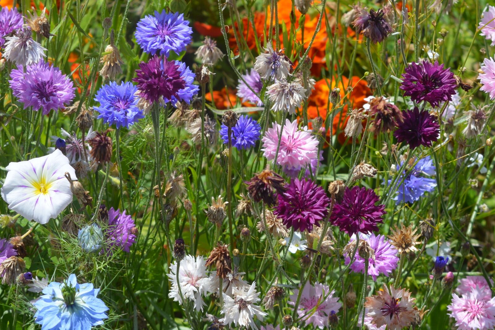 Nikon D5200 sample photo. Flowers, flower, colors photography