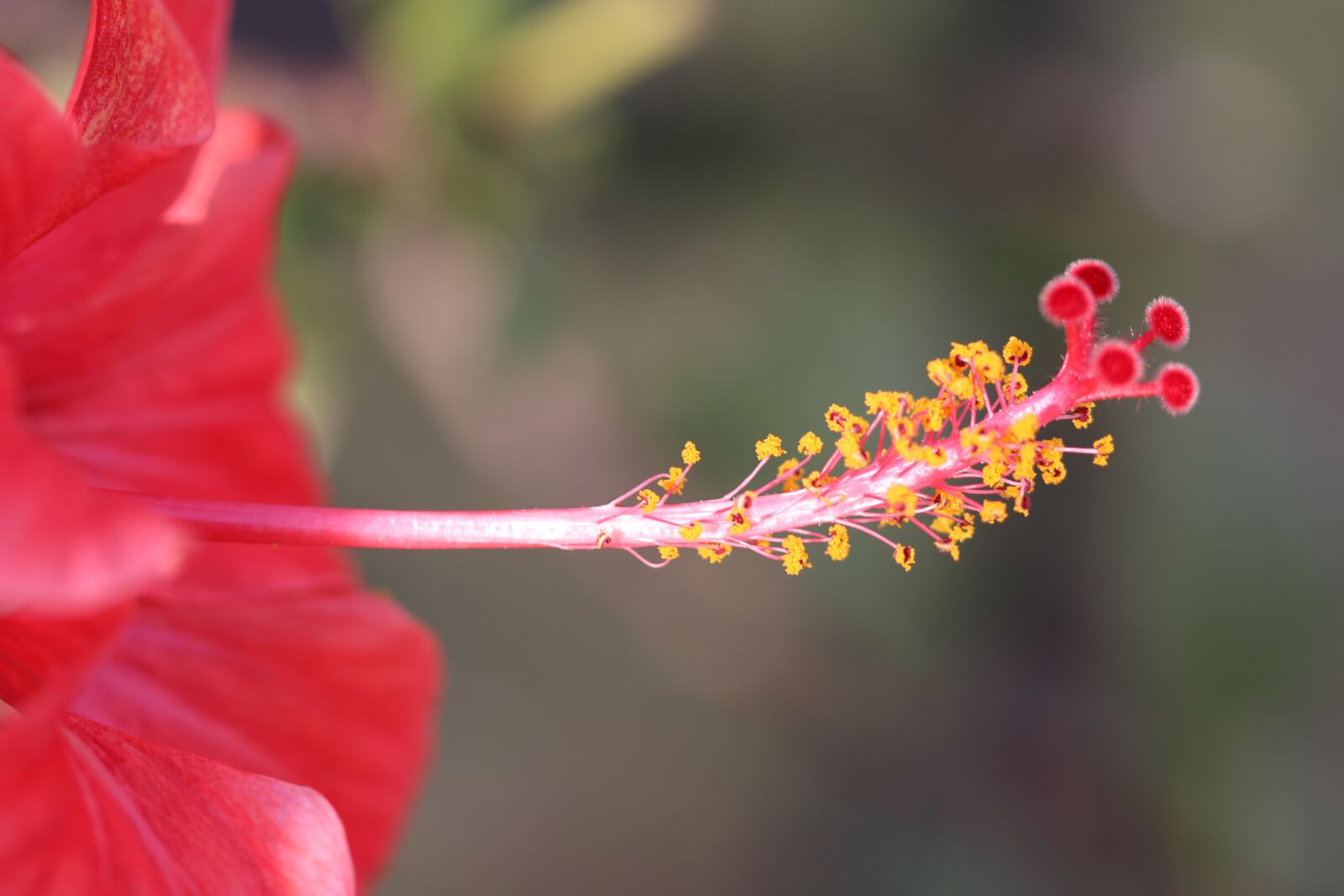 Canon EOS 70D + Canon EF 100mm F2.8 Macro USM sample photo. Color, flower, yellow photography