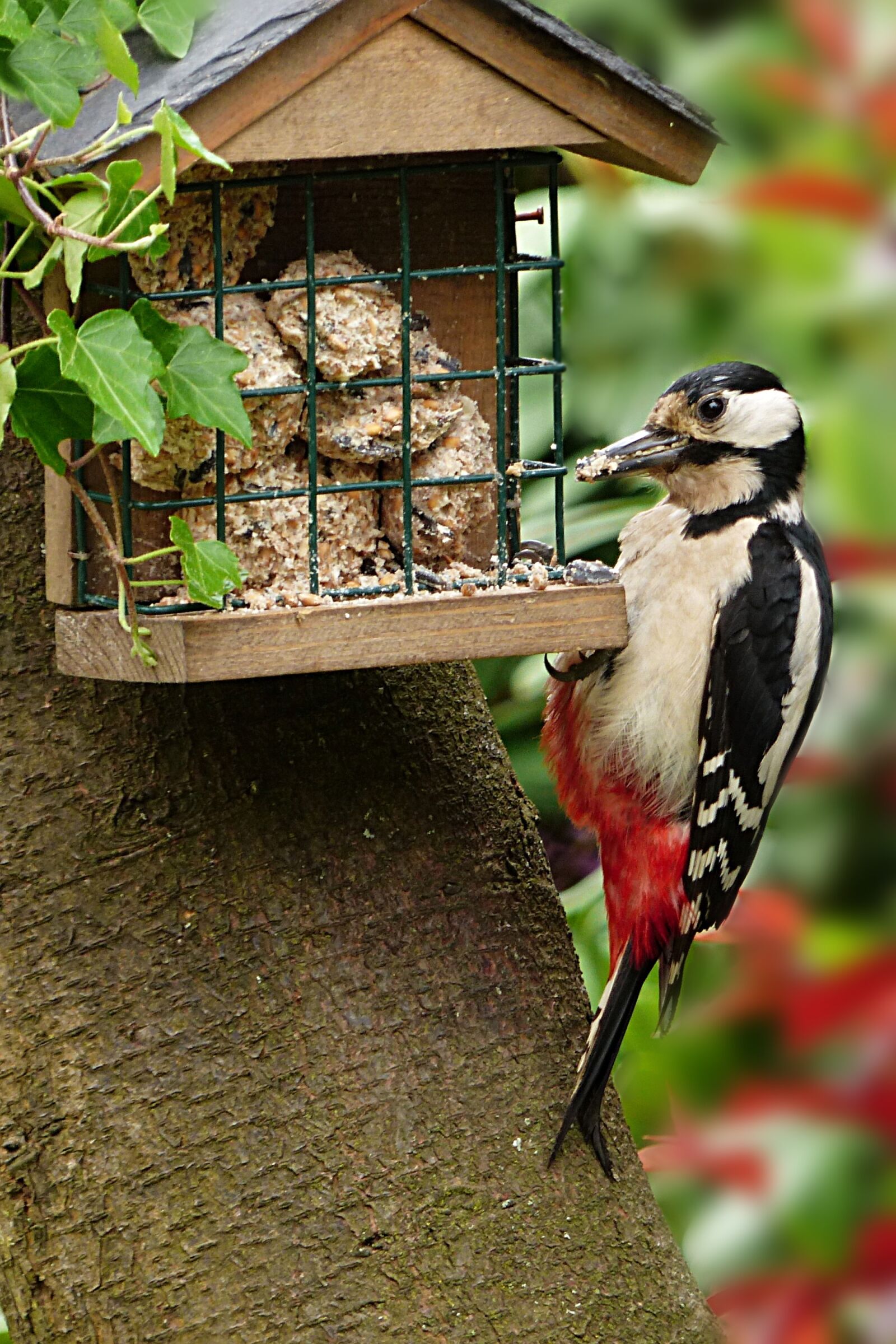 Panasonic Lumix DMC-FZ200 sample photo. Animal, bird, woodpecker photography