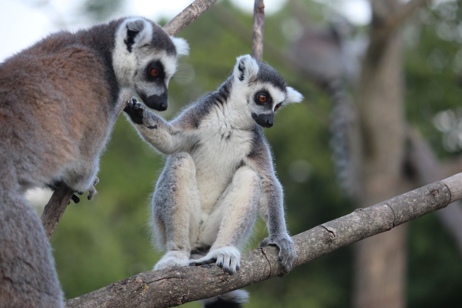 Canon EF-S 55-250mm F4-5.6 IS STM sample photo. Lemure, zoo, safari photography