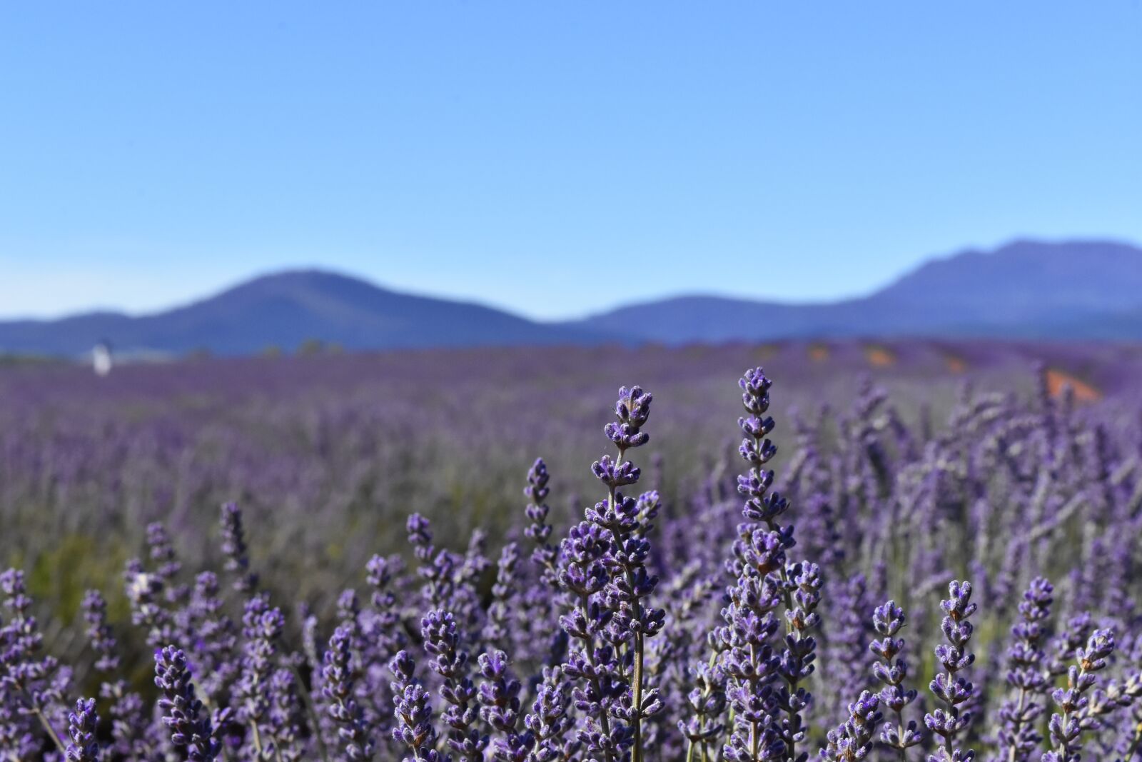 Nikon D7200 sample photo. Australia, tasmania, lavender fields photography