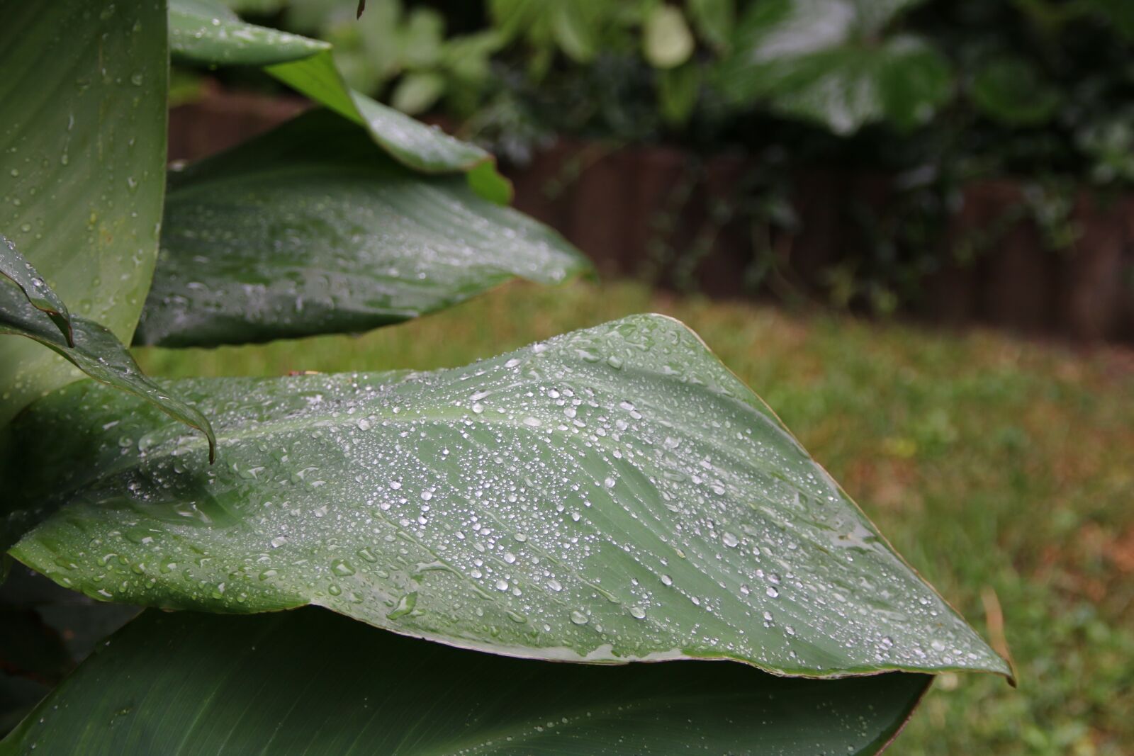 Canon EOS 70D sample photo. Nature, leaf, raindrop photography
