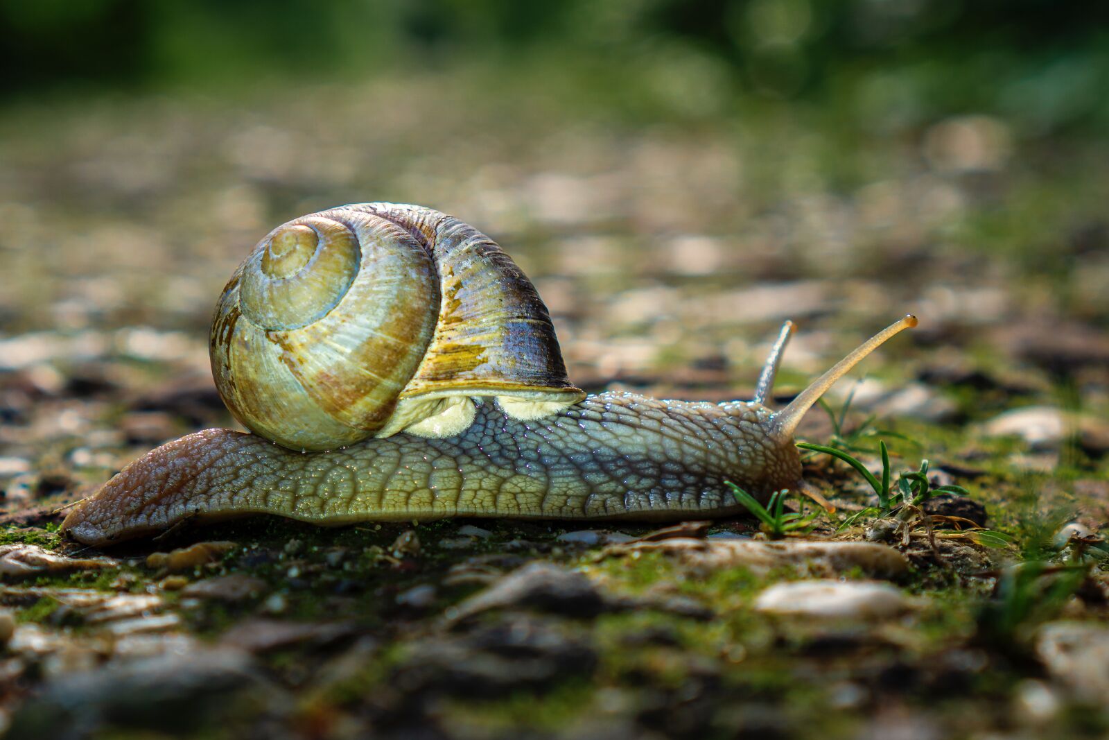 Sony a6000 + Sony E 35mm F1.8 OSS sample photo. Animals, snail, shell photography