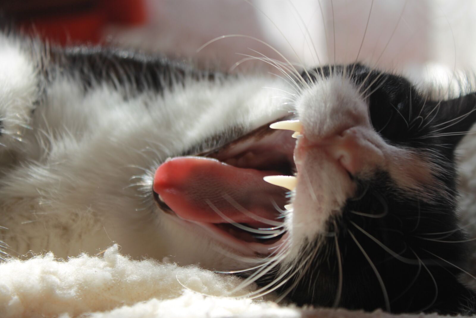 Canon EOS 1100D (EOS Rebel T3 / EOS Kiss X50) sample photo. Cat, teeth, fangs photography