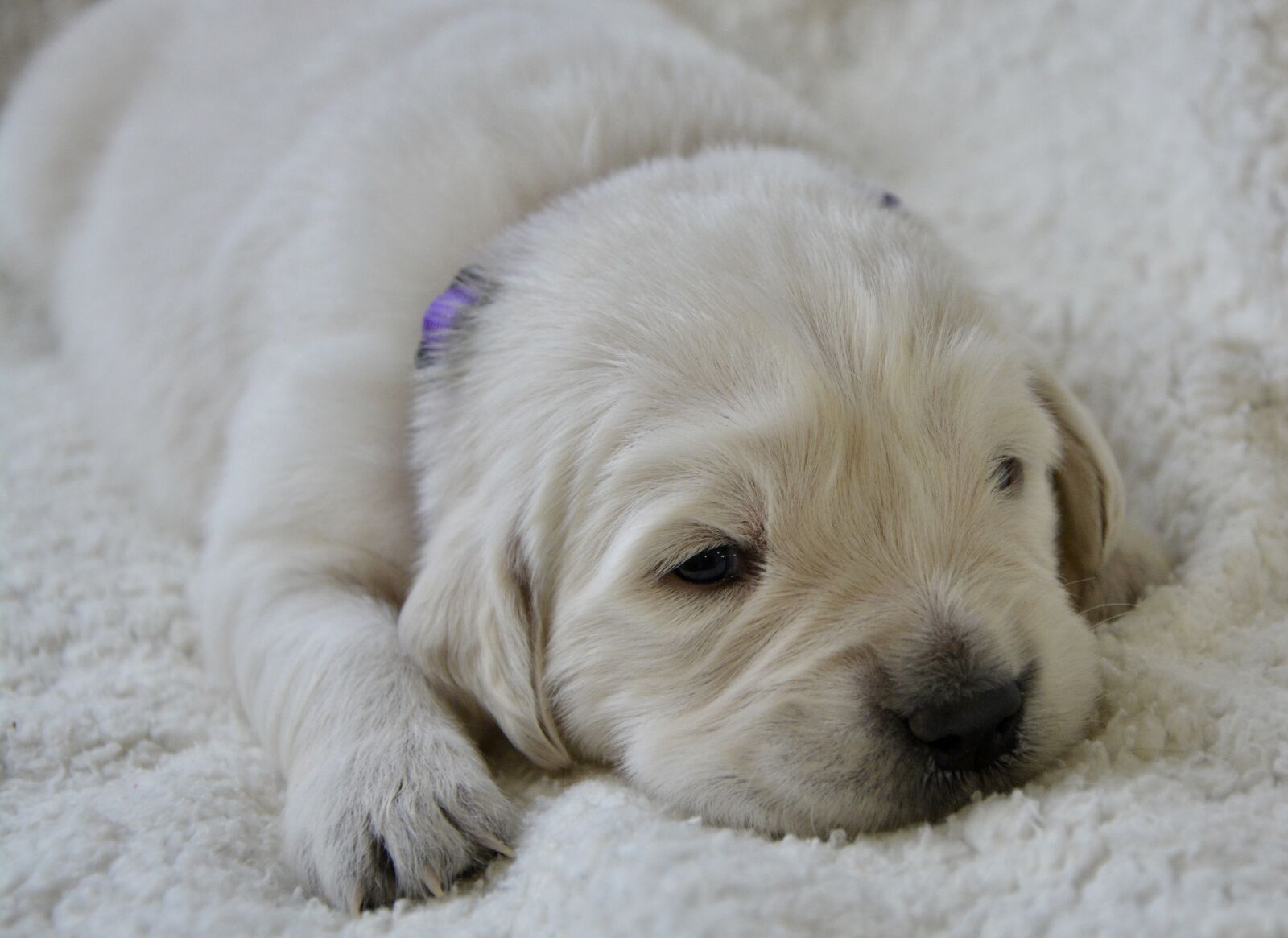 Nikon D5200 sample photo. Puppy, golden retriever puppy photography