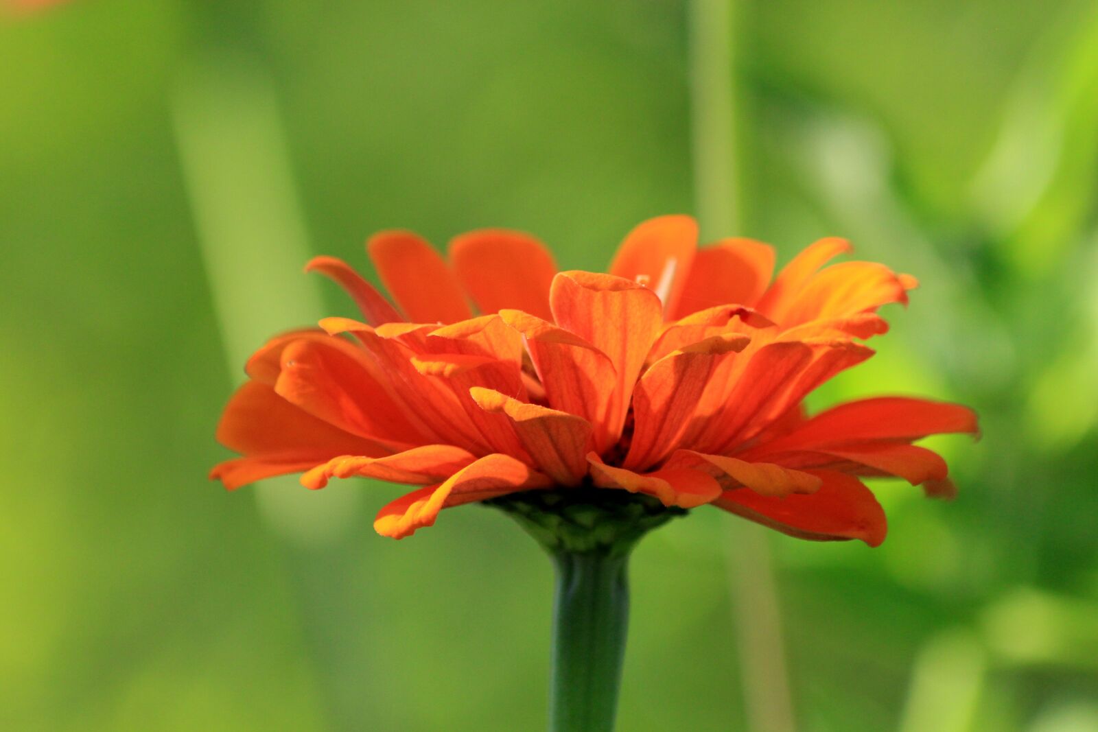 Canon EOS 650D (EOS Rebel T4i / EOS Kiss X6i) sample photo. Zinnia, flower, plant photography