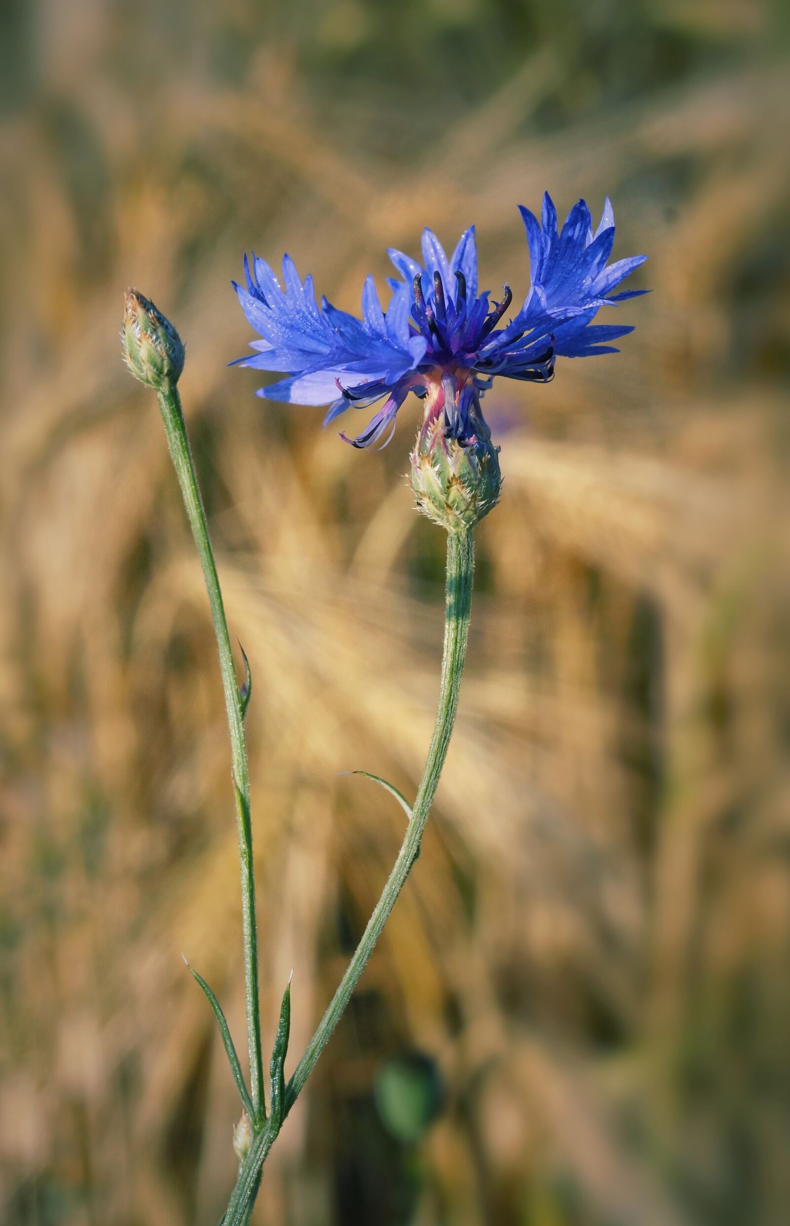 Sony SLT-A58 + MACRO 50mm F2.8 sample photo. Cornflower, wild flower, wheat photography