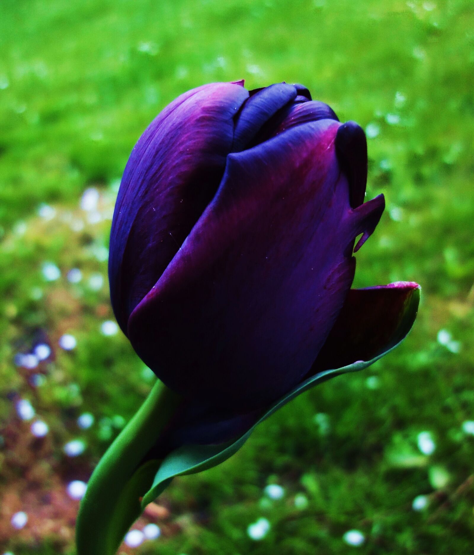 Sony Cyber-shot DSC-WX1 sample photo. Flower, grass, tulip photography