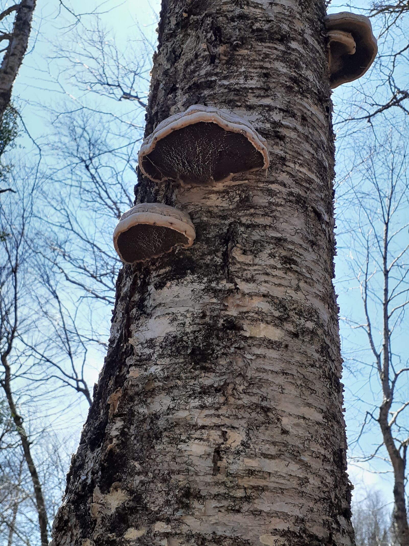 Samsung Galaxy A20 sample photo. Tree, mushrooms, nature photography