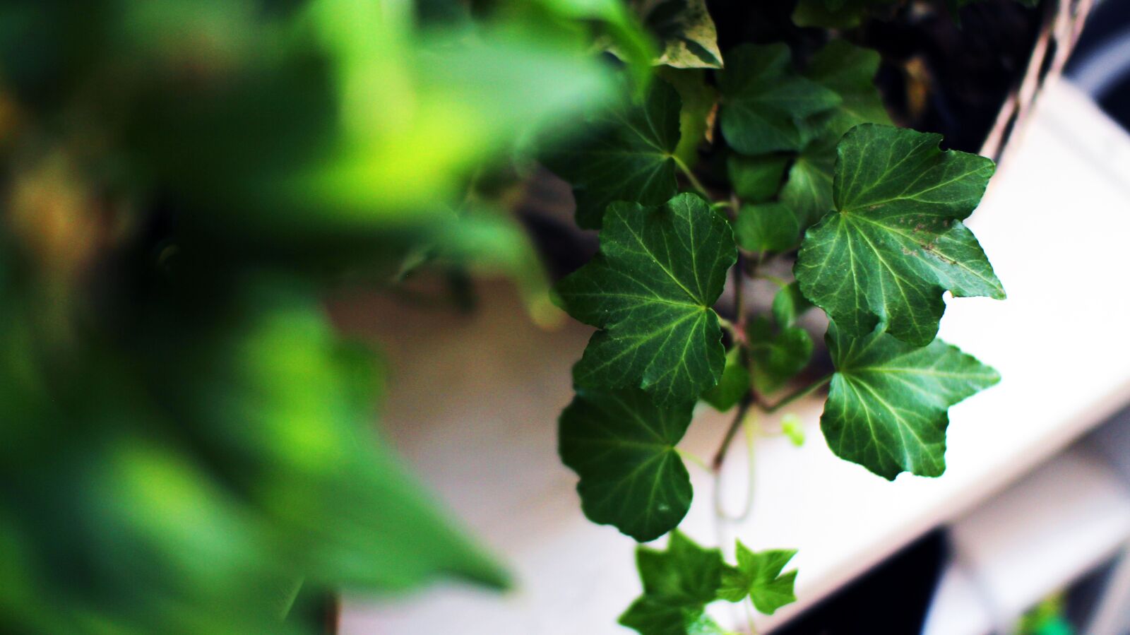 Canon EOS 700D (EOS Rebel T5i / EOS Kiss X7i) sample photo. Plant, nature, green photography