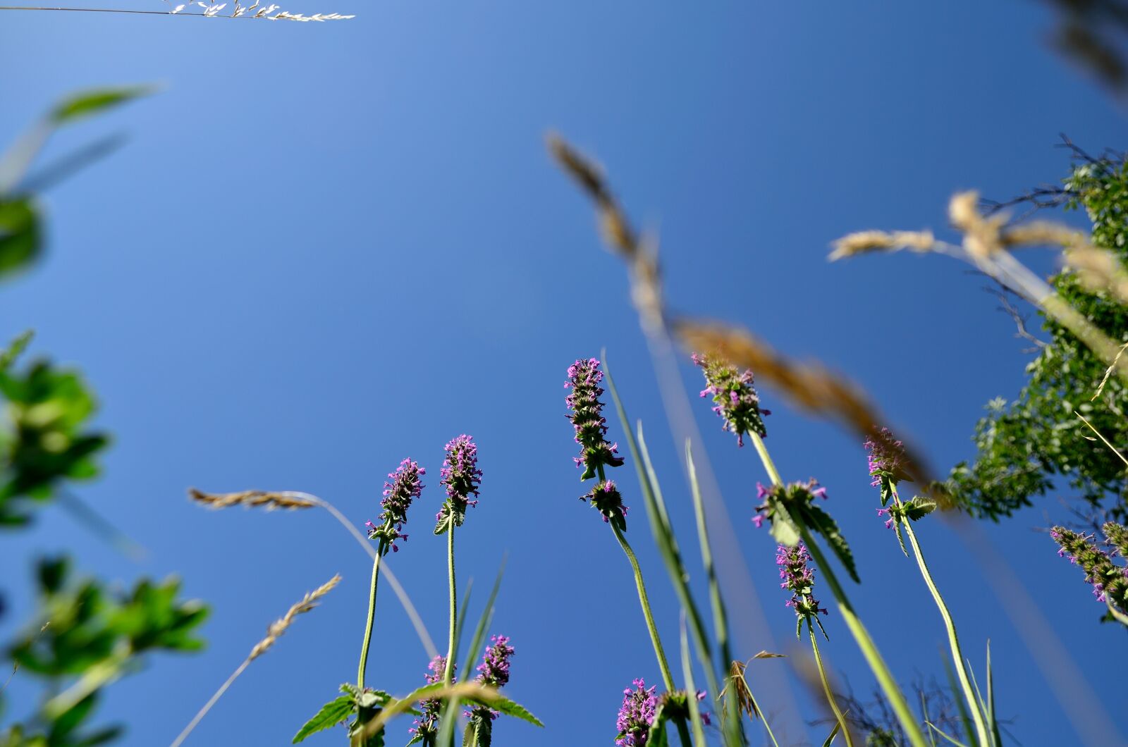 Nikon D5100 sample photo. Flowers, summer, motley grass photography