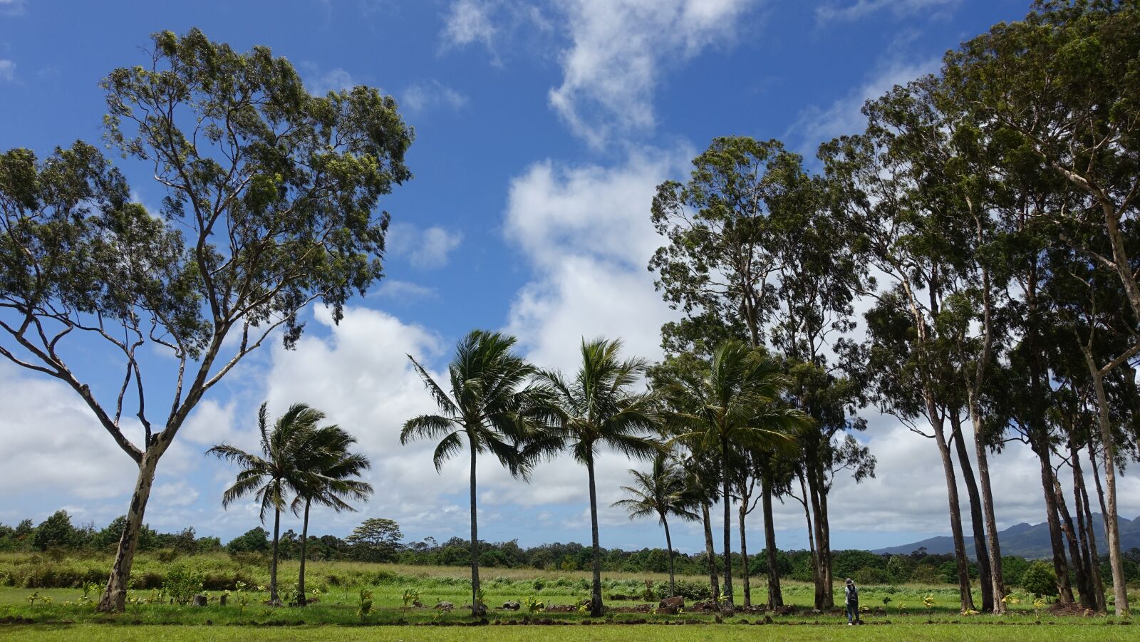 Sony Cyber-shot DSC-RX100 III sample photo. Hawaii, palm trees, sky photography