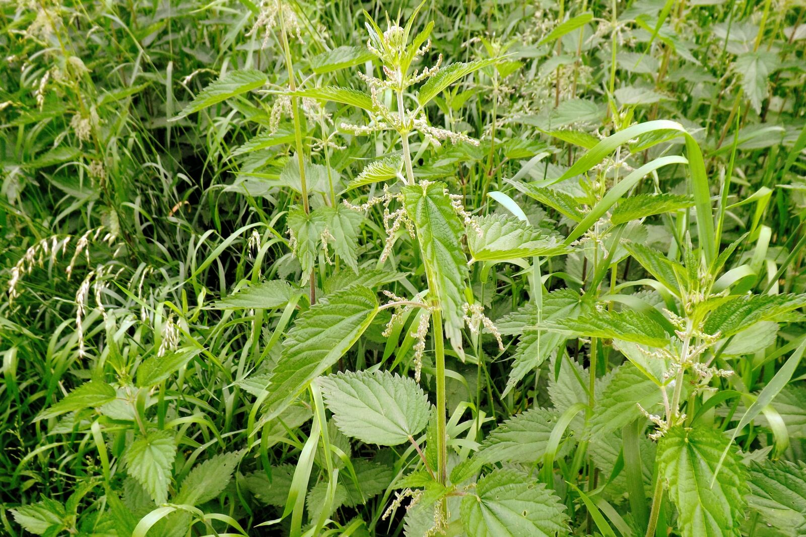 Fujifilm FinePix S4300 sample photo. Summer meadow, nettles, high photography