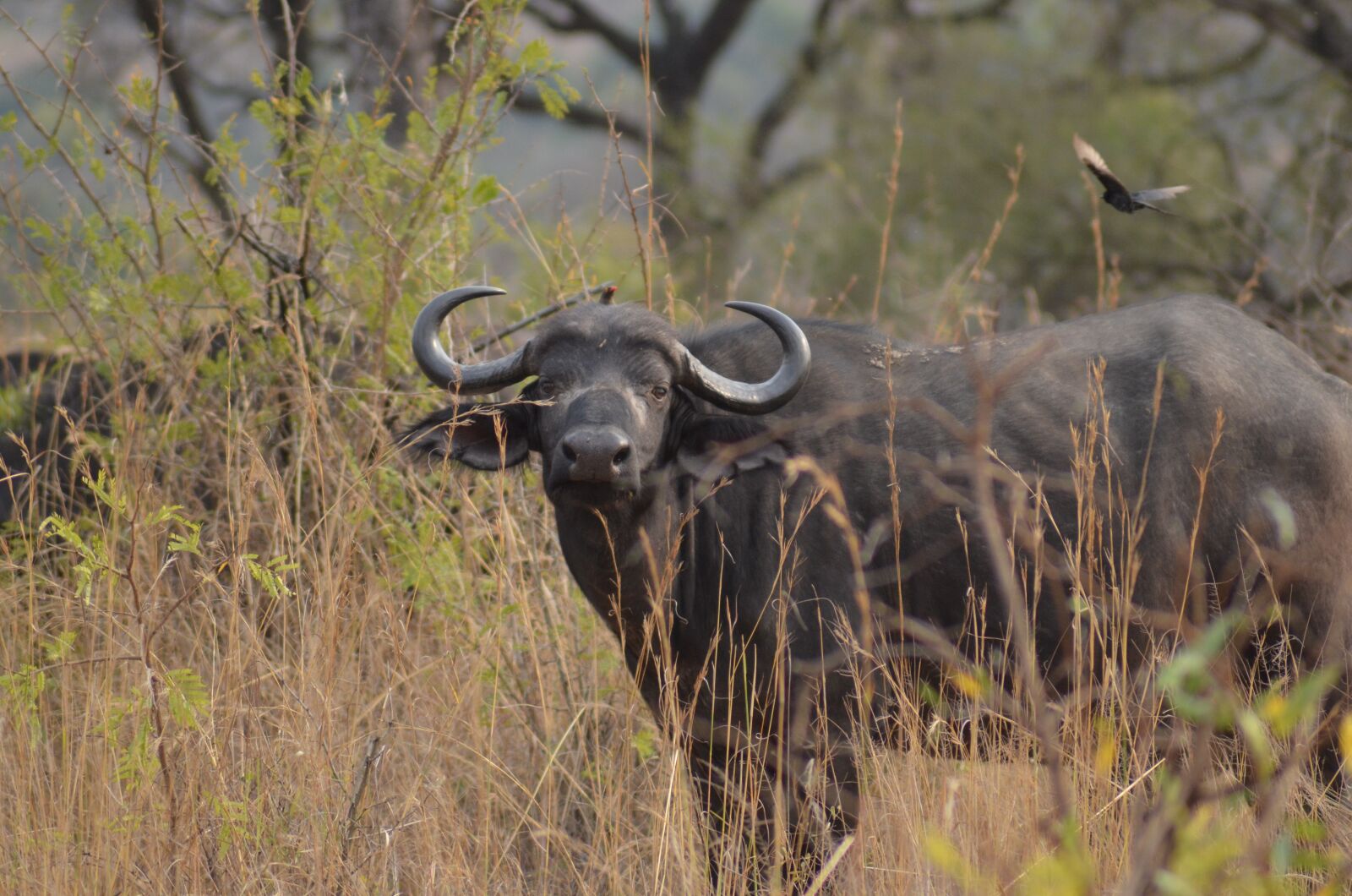 Nikon D5100 sample photo. Buffalo, africa, safari photography
