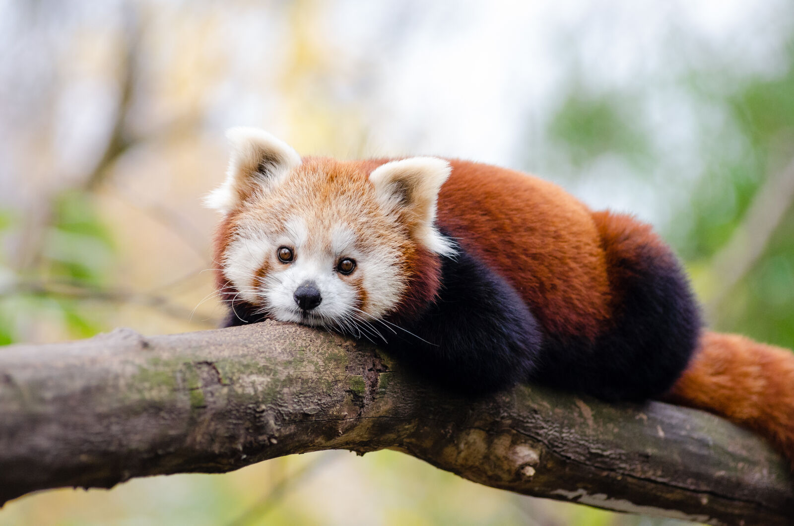 AF Zoom-Nikkor 80-200mm f/2.8 ED sample photo