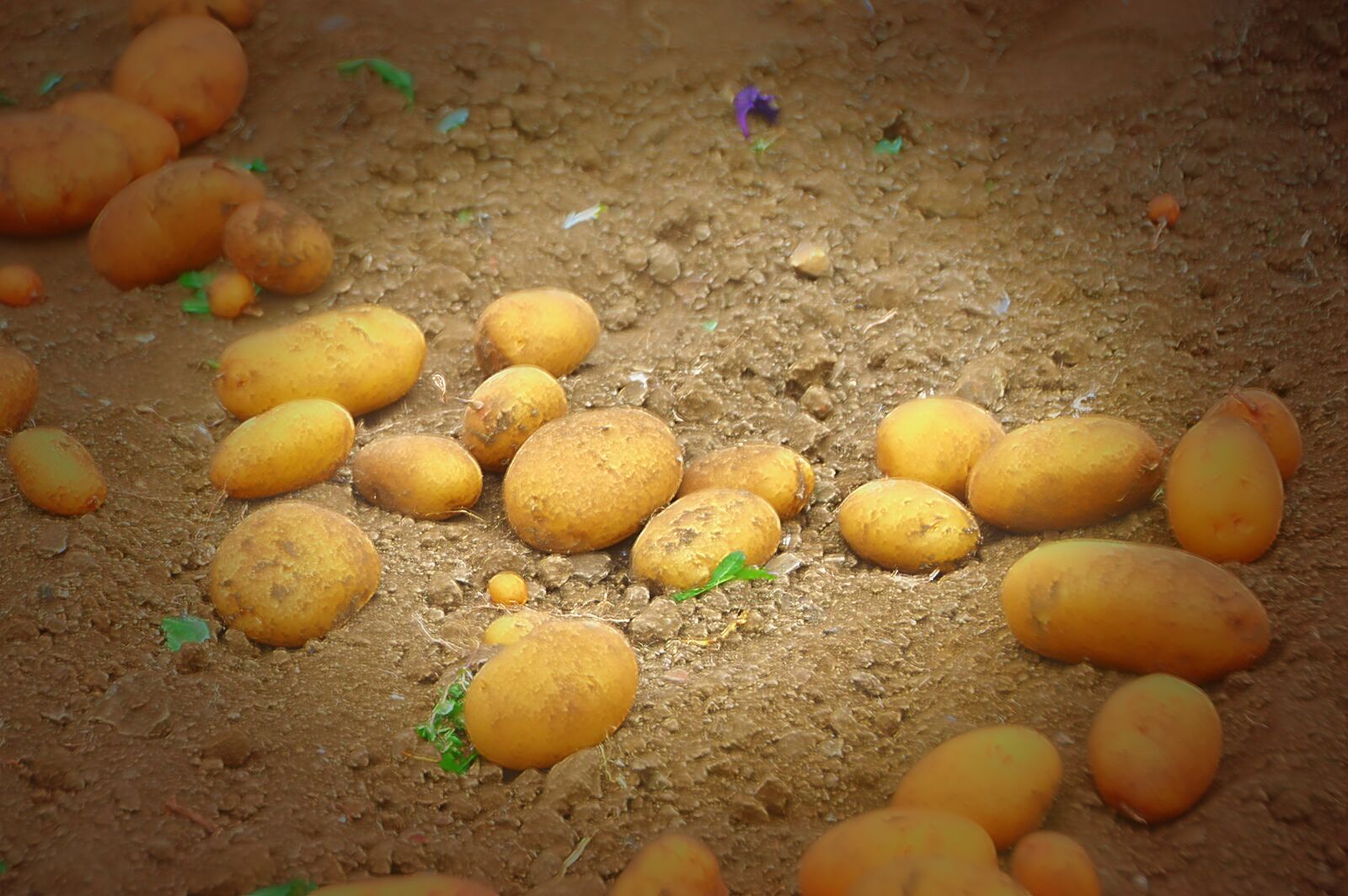 Nikon D3200 sample photo. Potato, starchy, vegetables photography