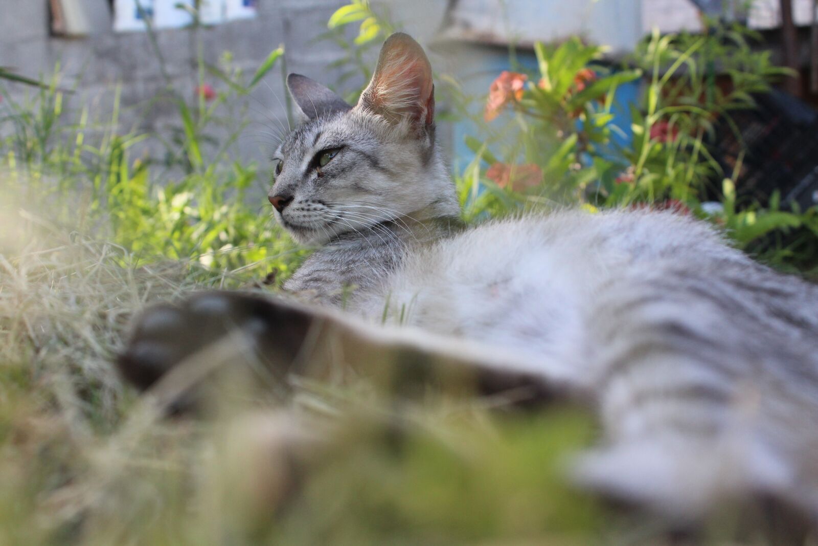 Canon EOS 1300D (EOS Rebel T6 / EOS Kiss X80) sample photo. Gata, feline, cat photography
