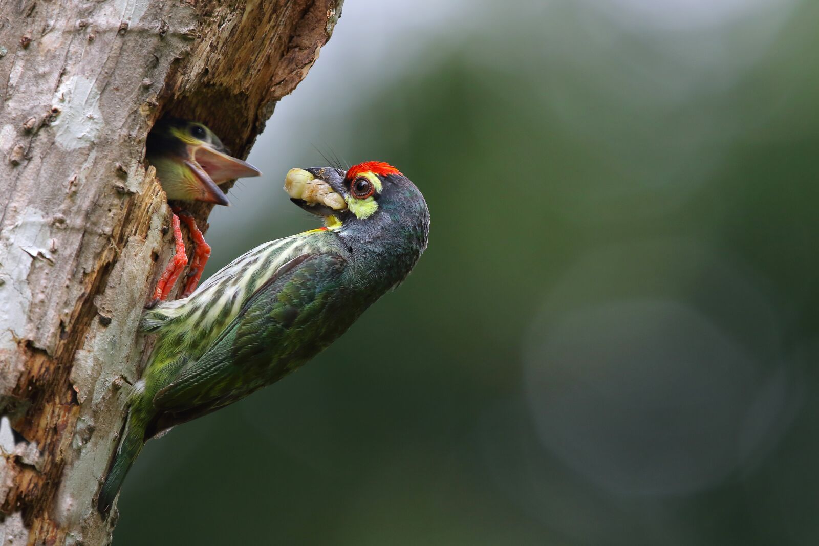 Canon EF 600mm F4L IS USM sample photo. Bird child care, birds photography