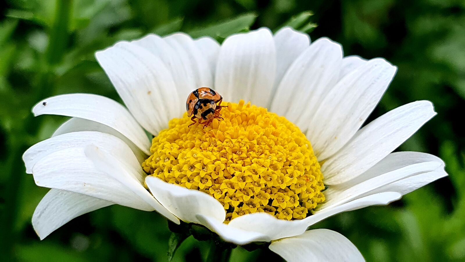 Samsung SM-G973F sample photo. Ladybug, ladybird, insect photography