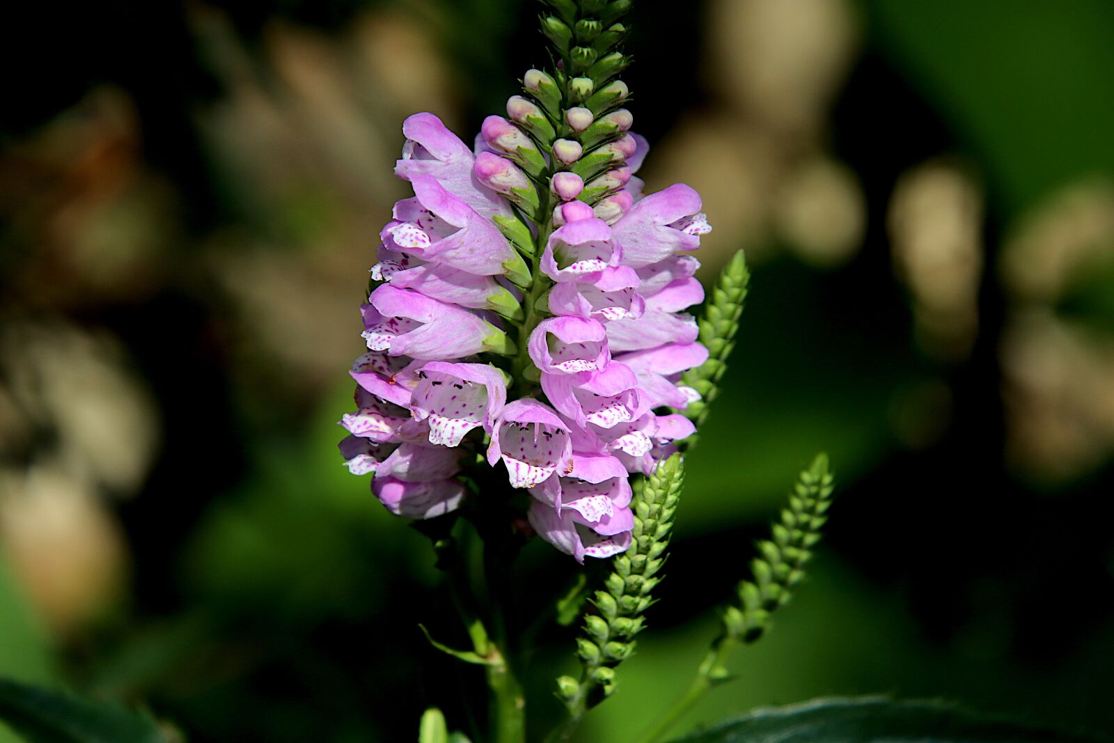 Canon EOS 800D (EOS Rebel T7i / EOS Kiss X9i) sample photo. Digital, flowers, color purple photography