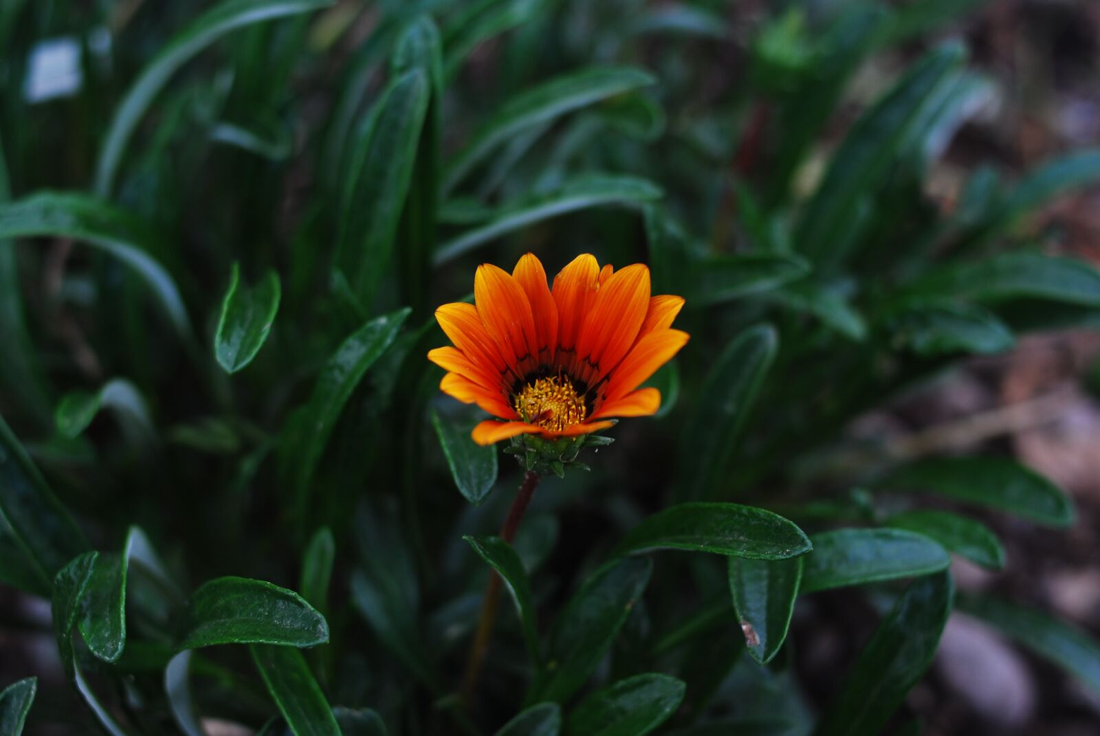 Nikon D60 sample photo. Plant, nature, flower photography